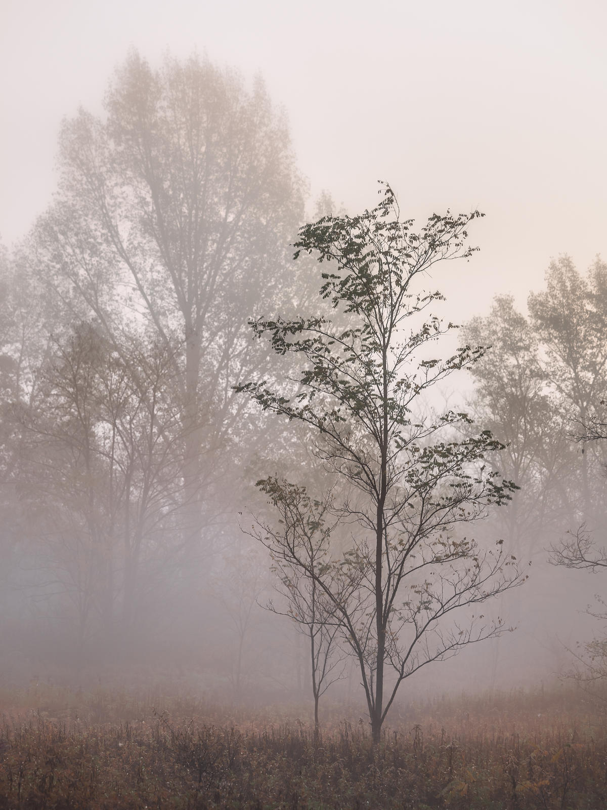 Fák őszi ködben