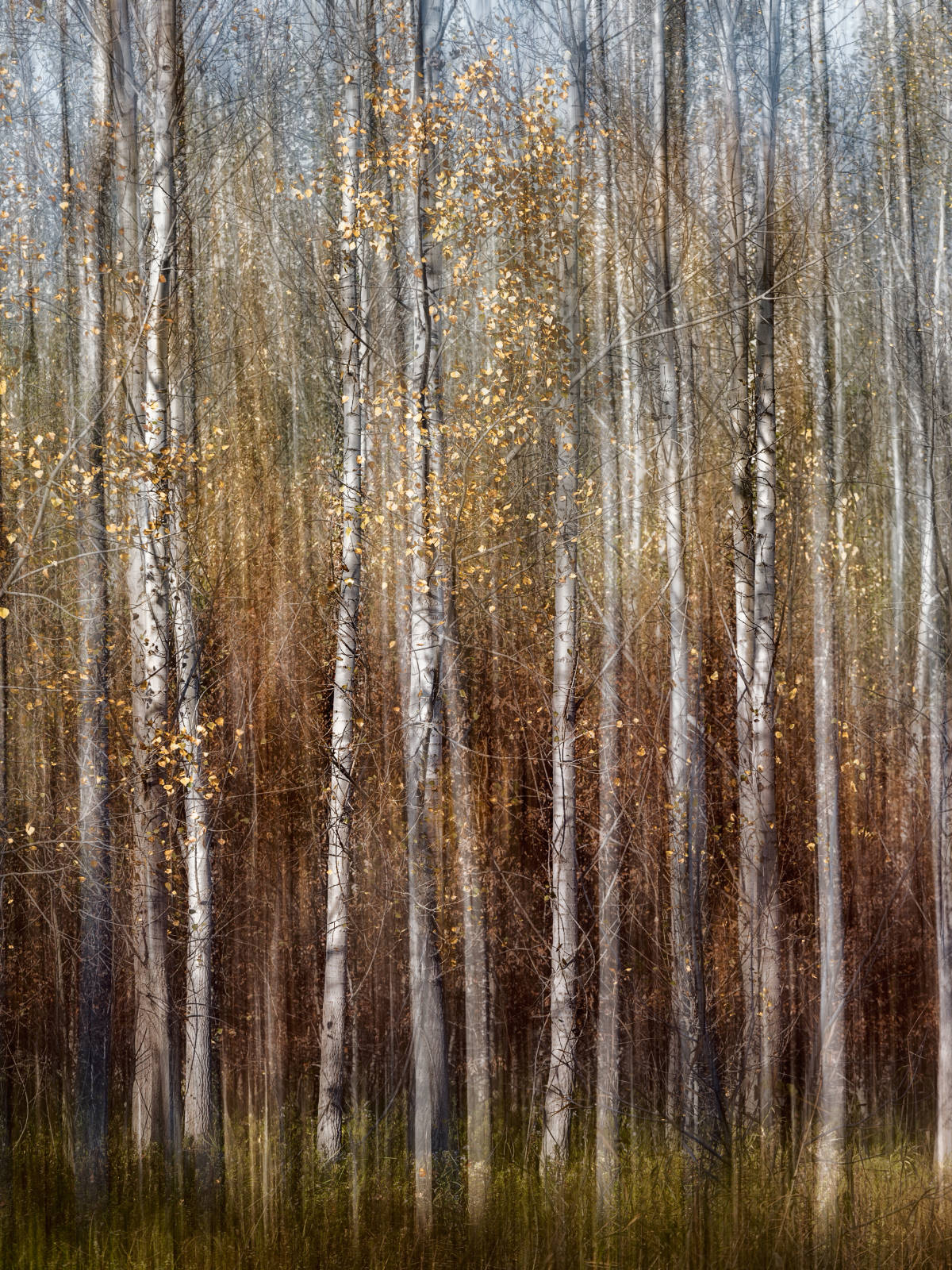 Impresszionista festmény szerű fotó az őszi erdőről.