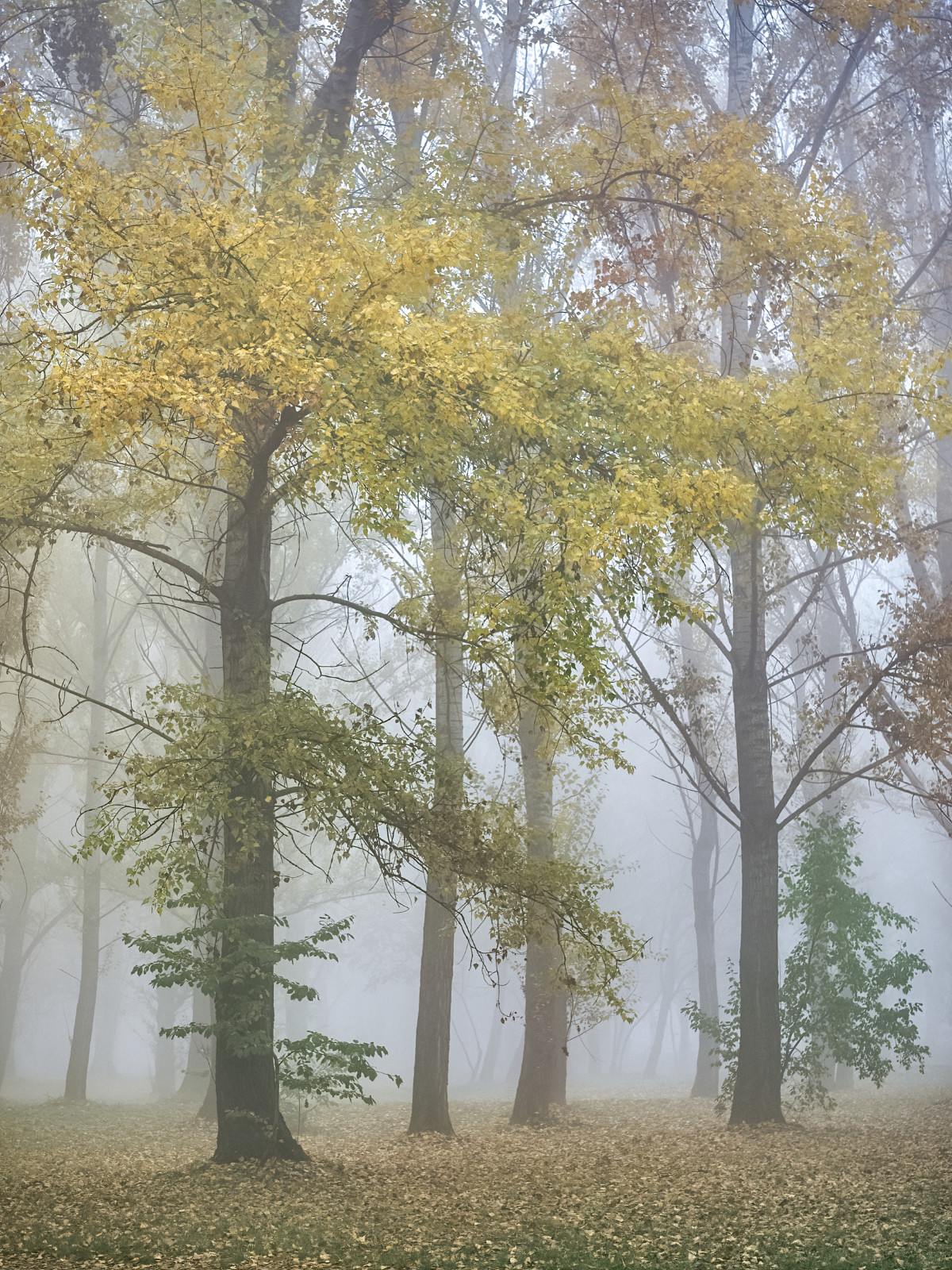 Győri kiserdő ködös őszi napon